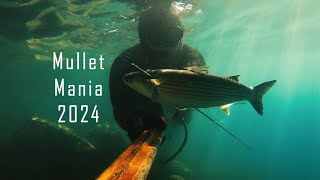 Spearfishing Croatia quotMullet Mania 2024quot [upl. by Jadd]