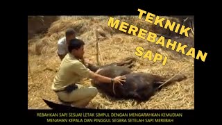 TEKNIK MEREBAHKAN SAPI [upl. by Eidak873]