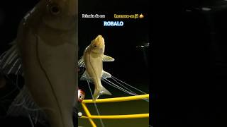 Eles estão ali shorts peixe art video reels love top funny viralvideo fish tiktok edit [upl. by Tansy]