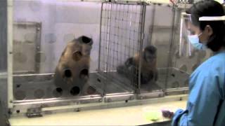 Two Monkeys Were Paid Unequally Excerpt from Frans de Waals TED Talk [upl. by Clarence]