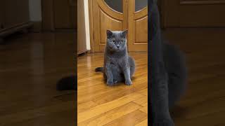 Cartoon Cat Logic Sylvester vs Kittens shortvideo catlover [upl. by Dylane301]