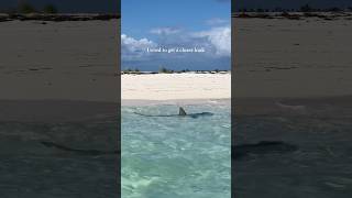 Ive never seen such a large shark swim so shallow shark beach ocean [upl. by Nidla]