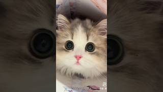 Beautiful kitten with Chinese song cutecat kitten funny viral best ytshorts shorts [upl. by Stephanie]