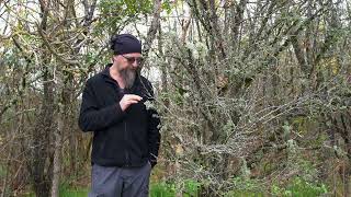 Episode 67  Que faire des lichens sur les arbres et arbustes [upl. by Elyk]