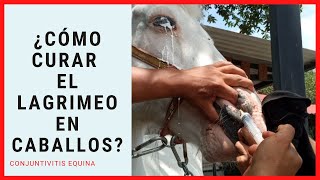 📌¿CÓMO CURAR EL LAGRIMEO EN CABALLOS CONJUNTIVITIS equina💉 [upl. by Nierman558]