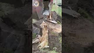 Stronken Killer 1270 PROVES Its the FASTEST Tree Stump Removal Tool [upl. by Schroer818]