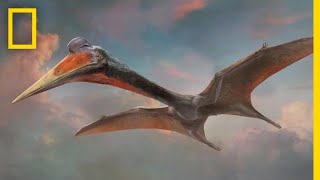 Pterosaurs 101  National Geographic [upl. by Anwahsal]