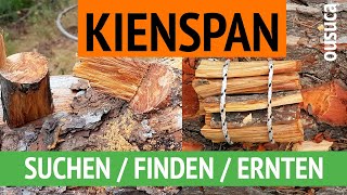 KIENSPAN SUCHEN  FINDEN  ERNTEN am Astaustritt von Kiefern [upl. by Skerl]