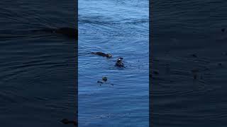 otters playing monterey california [upl. by Dnartreb]