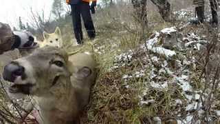 Whitetail Deer Hunt in Ontario Canada [upl. by Anayhd]