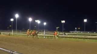 2015 Camel Races at Sam Houston Race Park [upl. by Elliot]