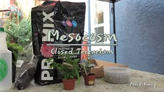 How to make A MesocosmClosed Terrarium [upl. by Rotow]