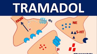 Tramadol HCl 50 mg  Uses dose amp side effects [upl. by Ytsirt]