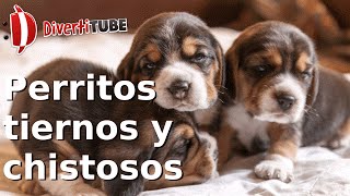 Vídeos de perritos tiernos y chistosos [upl. by Stroup]