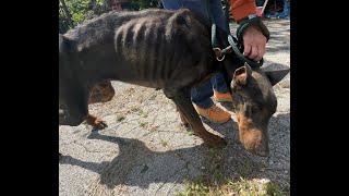 Look at this emaciated doberman we found  Stray Rescue of StLouis [upl. by Danaher]