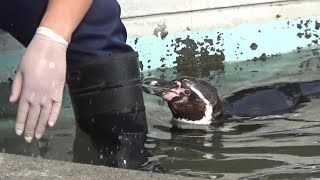 飼育員さんが大好きすぎるペンギンさん🐧 Cute hunboldt penguin【Cute animal videos】【羽村市動物園】 [upl. by Akcemat]