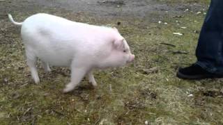 Piglet aggression [upl. by Thisbe]