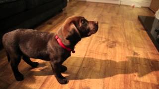 Labrador Puppy Training 10 Weeks Old Ben The Chocolate Labrador [upl. by Frances]