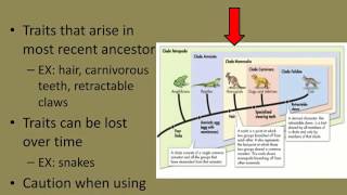 Modern Evolutionary Classification [upl. by Imeka555]