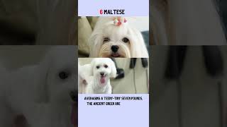 Top 10 Hypoallergenic Dogs That Dont Shed [upl. by Worrell]