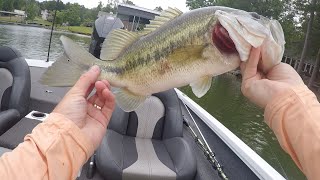 Topwater Buzzbait fishing  July 2024 [upl. by Snowman]