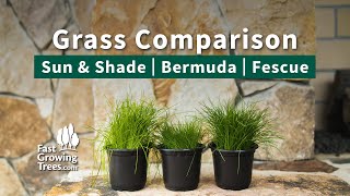 Sun amp Shade  Bermuda  Fescue  Grass Comparison [upl. by Annairol607]