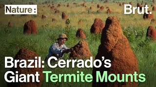 Brazil Cerrados Giant Termite Mounts [upl. by Srevart585]