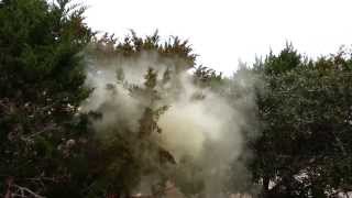 Cedar Tree Pollen cloud  ADC [upl. by Aihcats713]