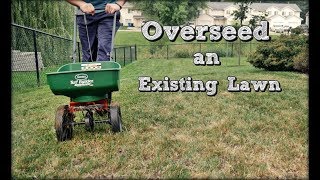 How To Overseed An Existing Lawn  Fall Lawn Renovation and Overseeding Step 4 [upl. by Kauslick]