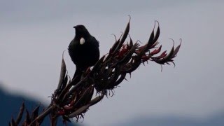 Relaxing 2 hours  of Beautiful Birdsong of New Zealand [upl. by Brenden]