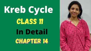 Kreb cycle detail class 11 biology  chapter 14  Respiration in plants  NCERT  One biology [upl. by Akcirred]