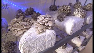 Culture du mycélium pour une production massive de champignons PART 1 [upl. by Teak]