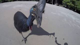 Wild Cassowary Chases Girl on the Beach [upl. by Vite229]