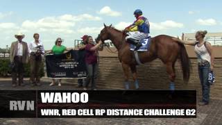 May 16 Quarter Racing Update Remington Park [upl. by Daitzman855]