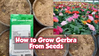 How To Grow Gerbera From Seeds For Free  FULL INFORMATION [upl. by Maribel587]