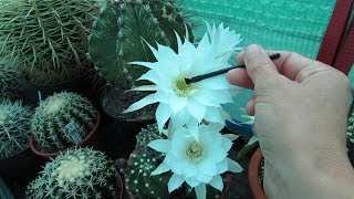 How to Pollinate Cactus Flowers to get Seed  Echinopsis Cactus [upl. by Lorraine]