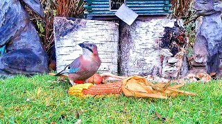 The Jays and magpies eat corn  Relaxing video  Cat TV [upl. by Steiner274]