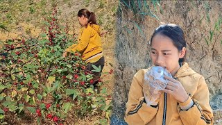 Single mother 18 years old harvesting and processing artichokes [upl. by Reddy329]