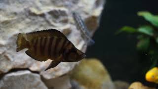 坦干伊喀湖慈鯛混養缸  Lake Tanganyika Cichlid Tank [upl. by Nuawd]