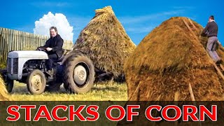 Vintage Farming in Ireland in the 1950s  Harvesting Oats  Traditional Farming Documentary [upl. by Todd]