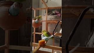 Australian budgie parrots meeting dating breeding season Mini colony Mini Birds Aviary Lahore [upl. by Sirap]