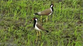 Redwattled LapwingsVanellus indicus In A Paddy Field [upl. by Neetsirk184]