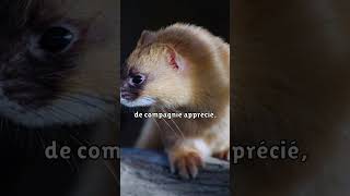 Concernant le furet quot ferret furet animallover pets [upl. by Ohaus880]