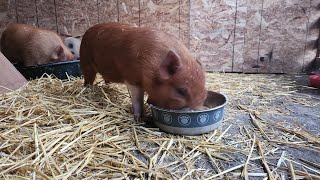 Just 8 minutes of piglets eating breakfast [upl. by Oliviero688]