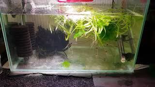 HOW TO BREED PYGMY CORYDORAS [upl. by Lantha]