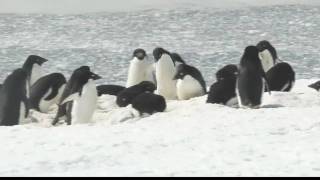 Penguins In Antarctica [upl. by Avery]