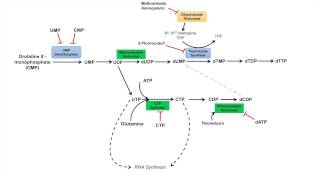 Pyrimidine Synthesis and Salvage Pathway [upl. by Shanta]