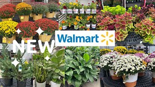 Walmart Fall Plants Colorful Mums Evergreens Supercal Petunias amp EasyCare Container Pots [upl. by Richma]