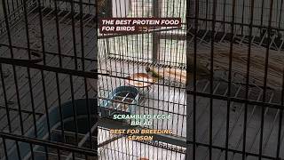 Best Protein food for birds egg bread season 2025lovebirds budgies finches [upl. by Devland213]