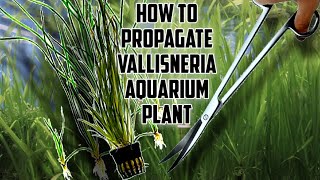 Beginners TutorialHow to Propagate Vallisneria vallisneria aquariumplants plantedaquarium [upl. by Nicholson]